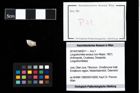 Foto (Objekt + Etikett) von Longodromites excisus (von Meyer, 1857)  (NHMW-GEO-2014-0194-0011)